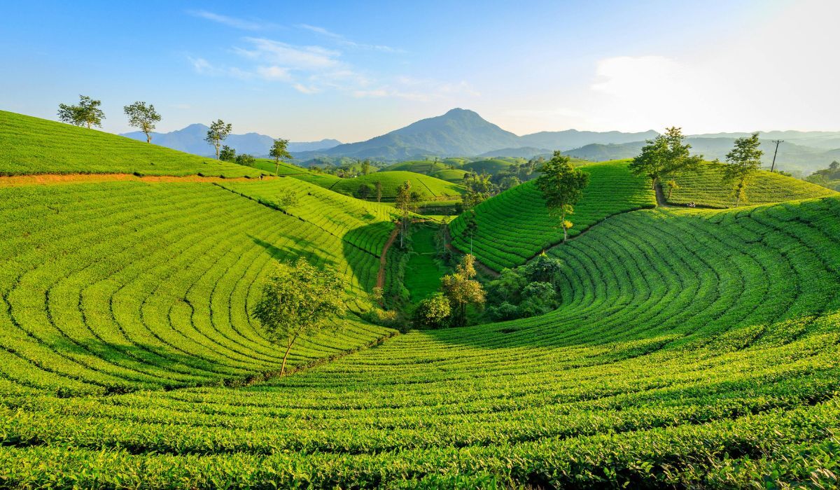 tea plantations india