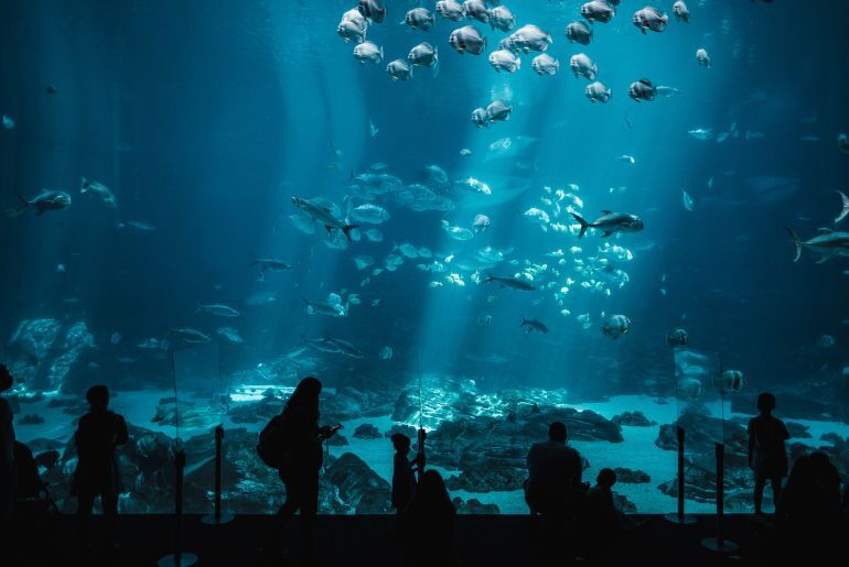 best aquariums india