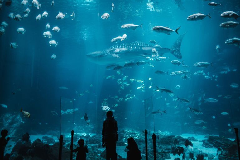 best aquariums india