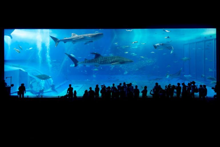 best aquariums india