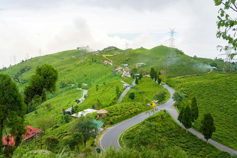 tea plantations india