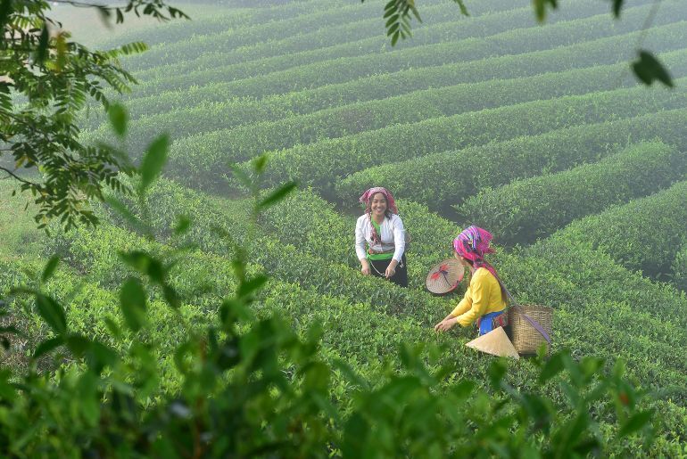 tea plantations india