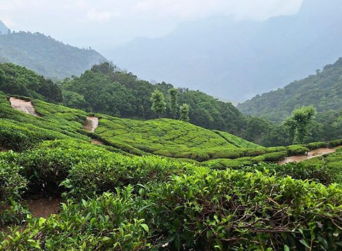 Munnar Monsoon Guide