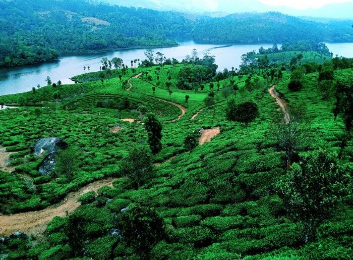 Munnar Budget Trip