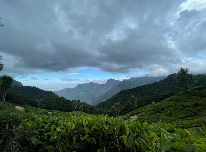 Munnar In Monsoon