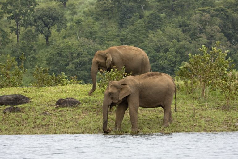 Best Time to Visit Thekkady (1)