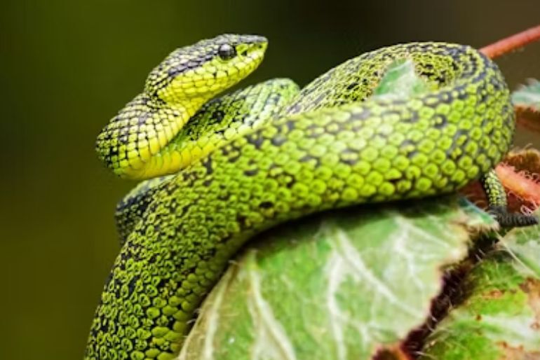 Snake Parks In India
