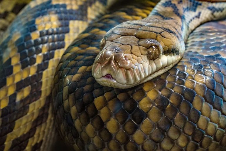Snake Parks In India 