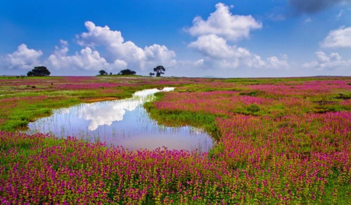 Kaas Plateau travel guide