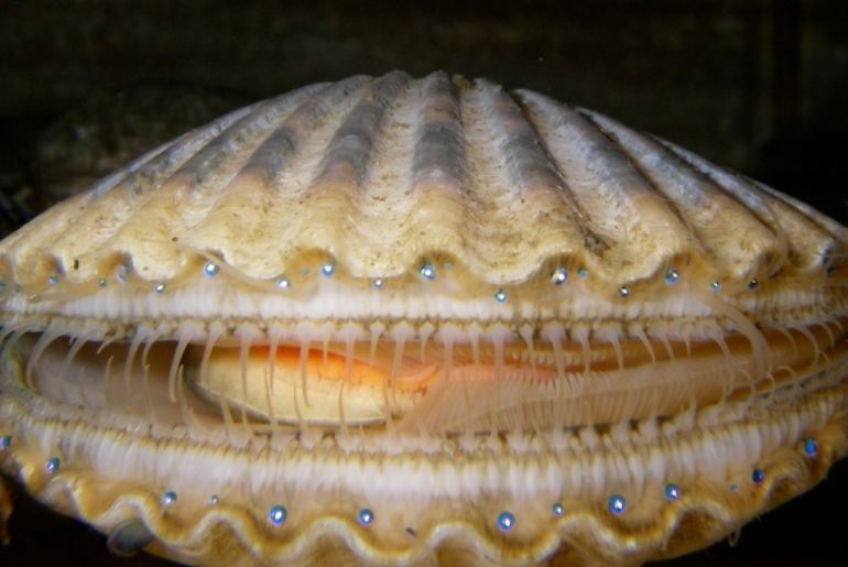 5 Animals That Can See Without A Head