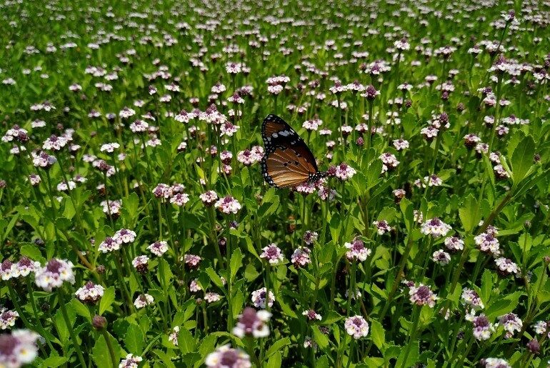 Kaas Plateau flower season in 2026