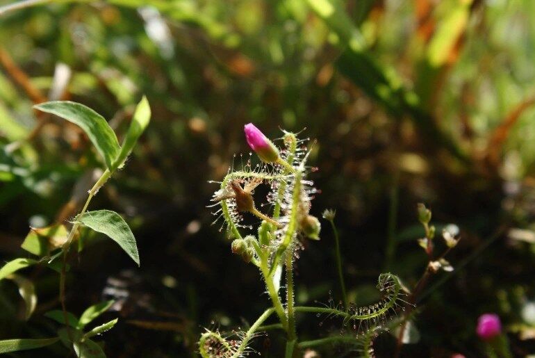 Kaas Plateau travel guide