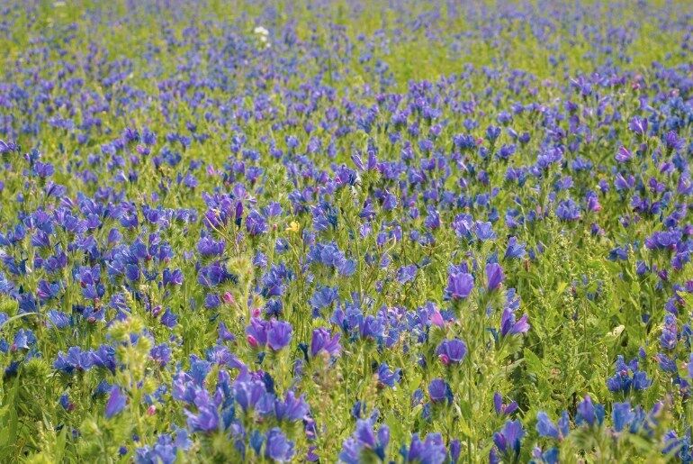 Kaas Plateau flower season in 2026