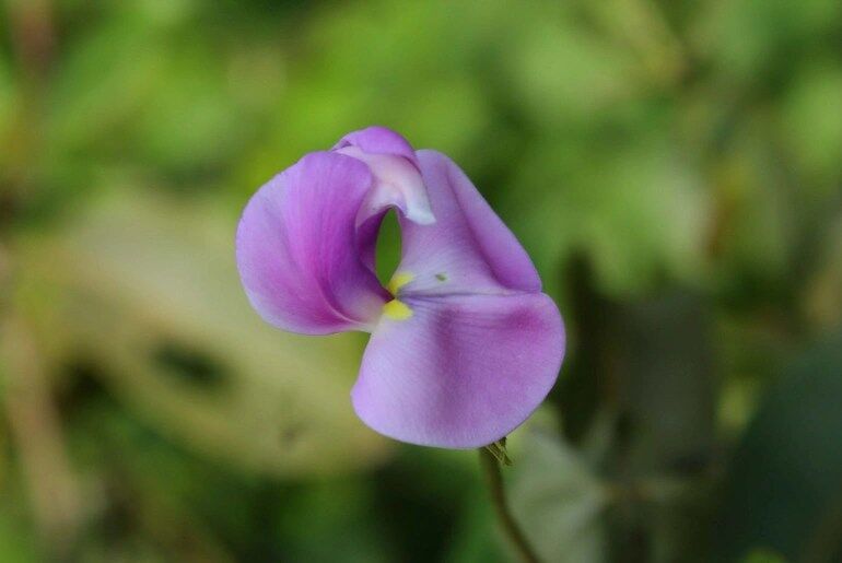 Kaas Plateau travel guide
