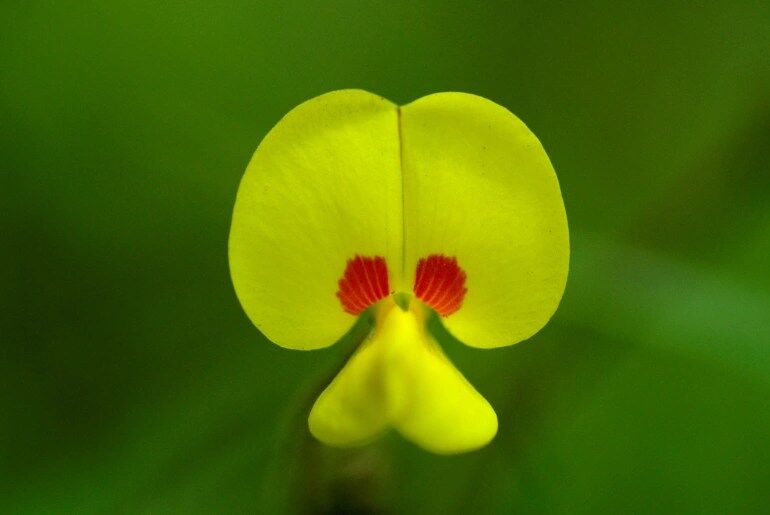 Kaas Plateau travel guide