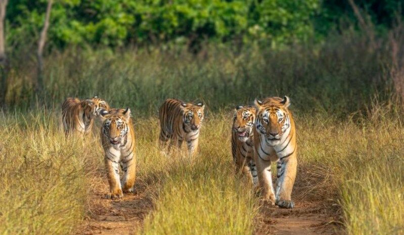 Best National Parks To Visit In India