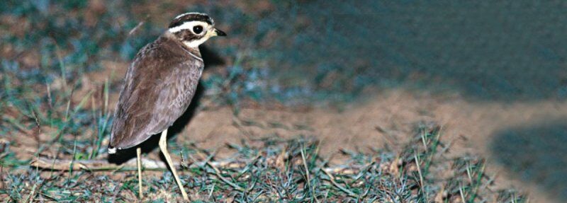 Jerdon’s Courser