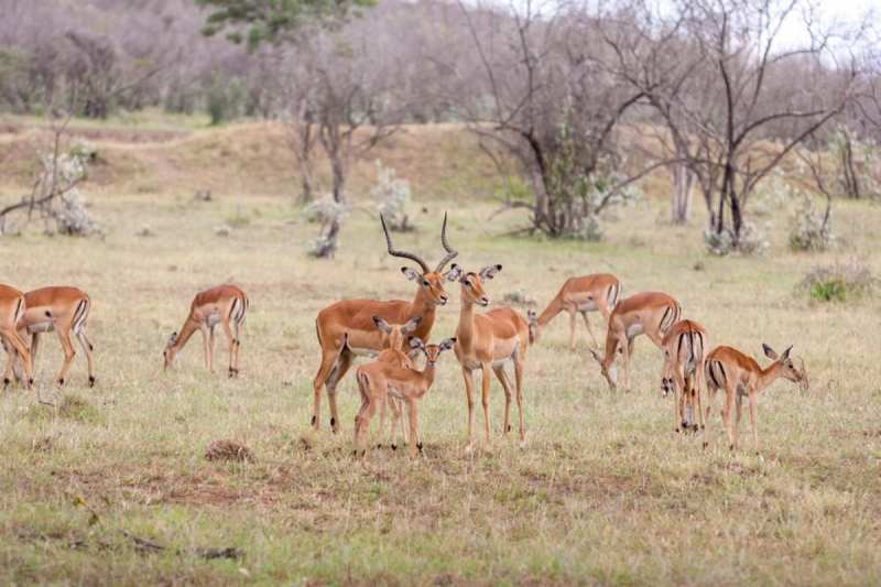 Ranthambore National Park