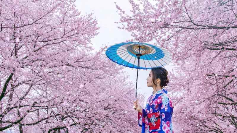 what is cherry blossom