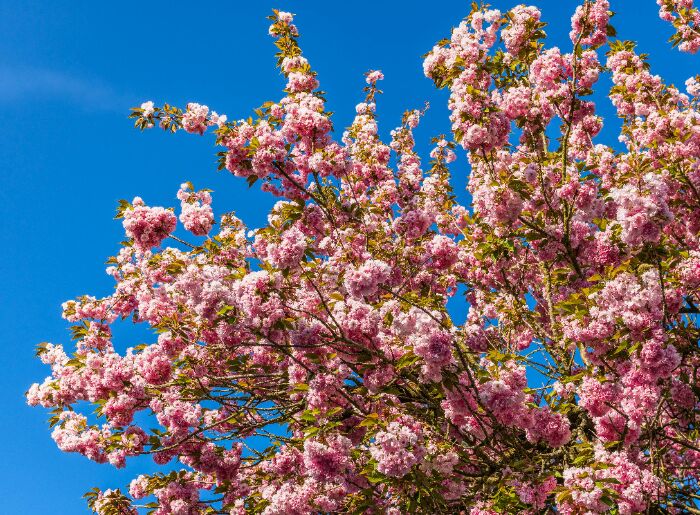 Cherry blossom in India