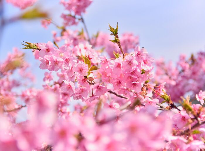 Kawazuzakura flowers