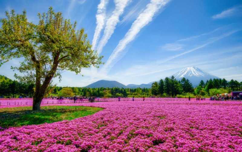 shibazakura fuji