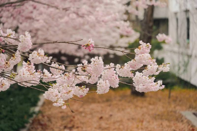 cherry blossom in vancouver