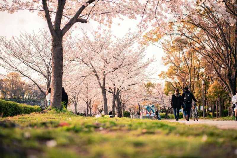 cherry blossom festival vancouver