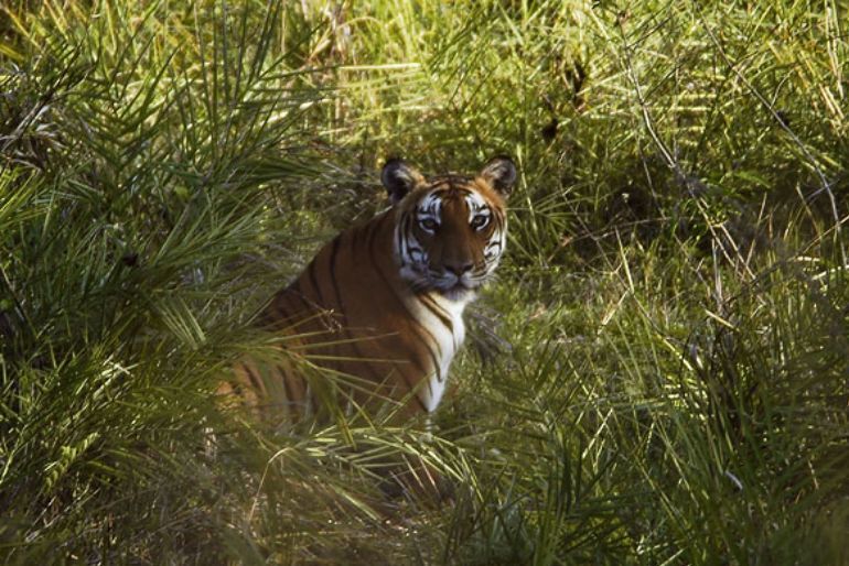 National Reserve Forests In Karnataka (1)