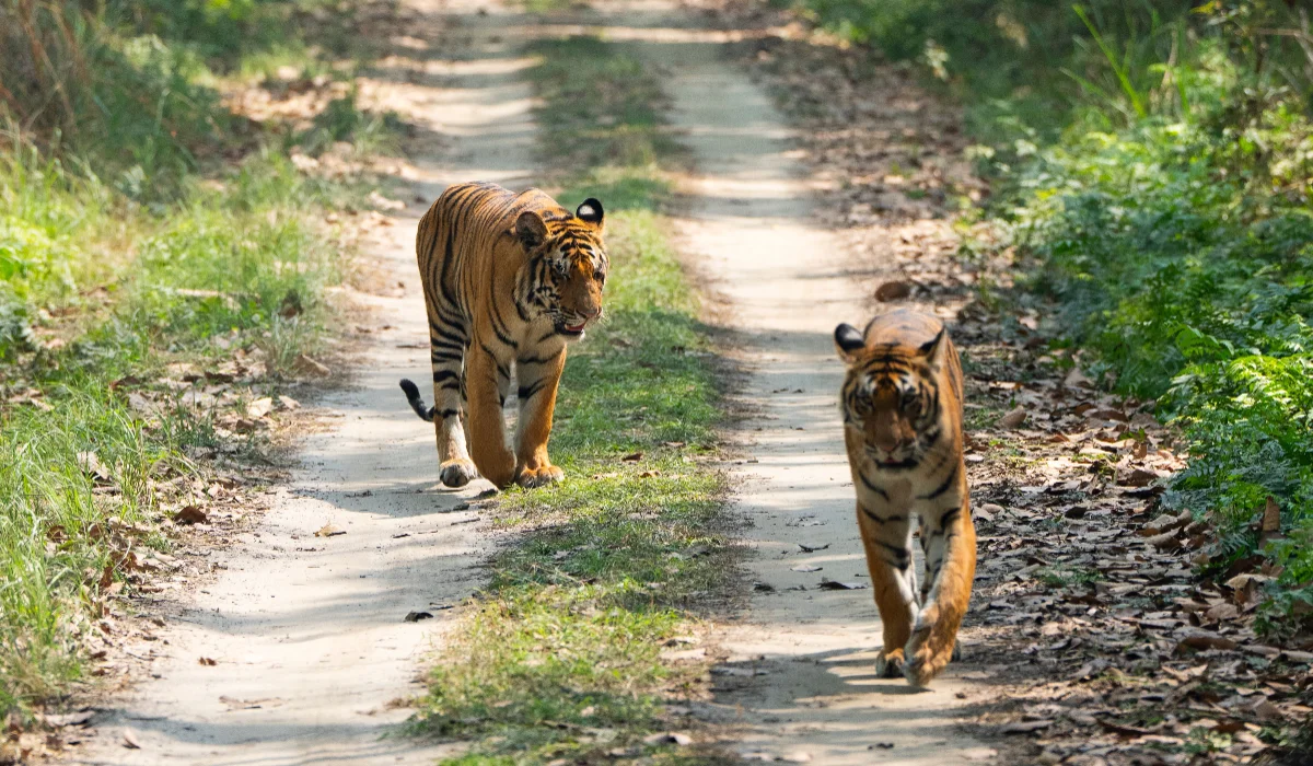 Tiger Reserves In India