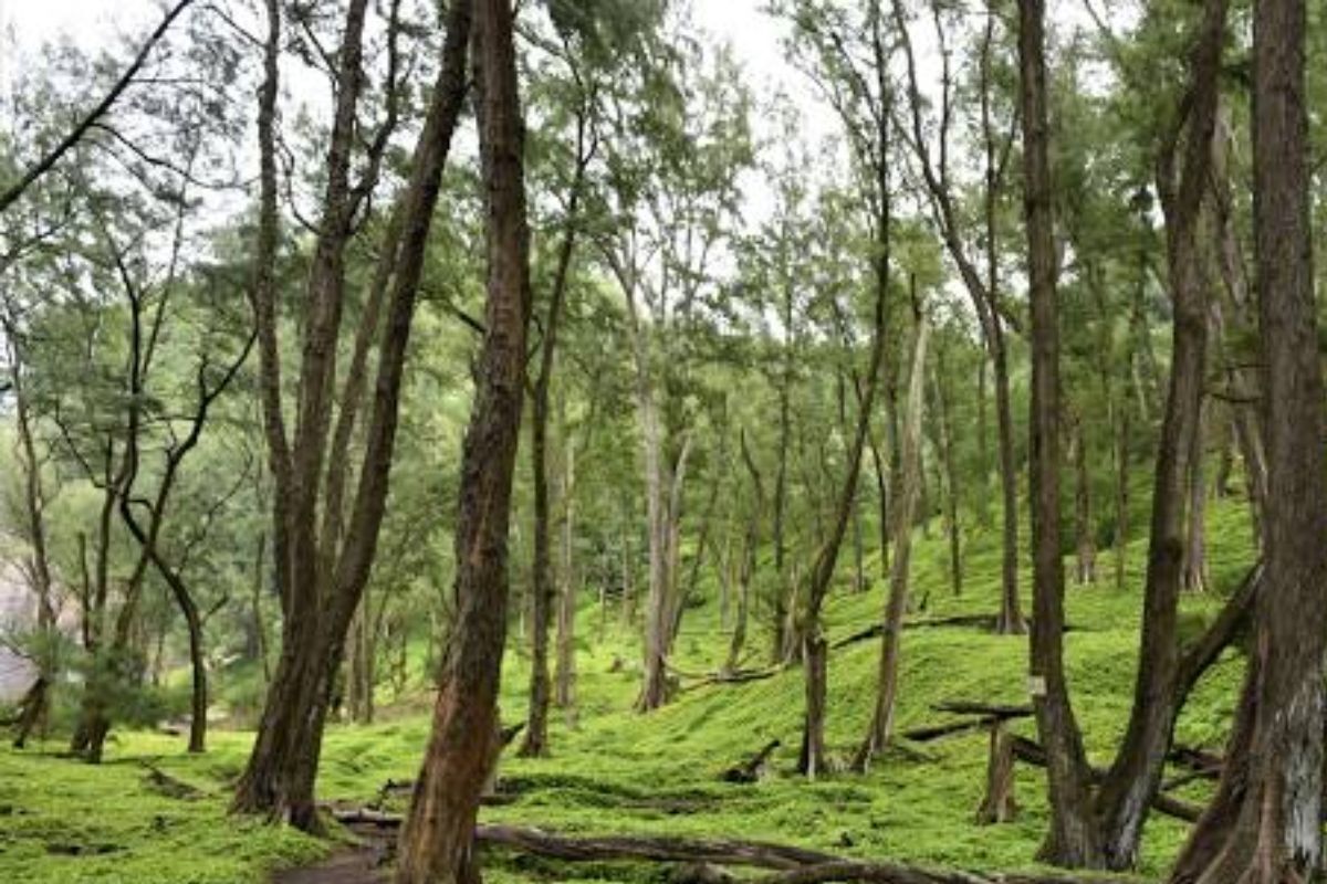 kona forest
