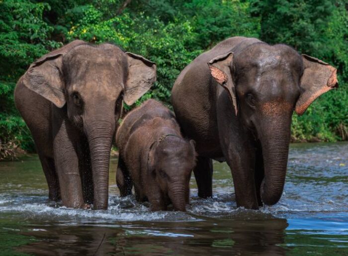 India’s 10 Best National Parks To Visit In September 2026 4 Best National Parks To Visit In India