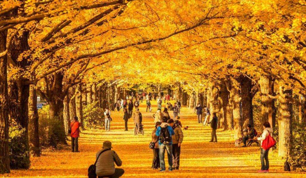 Where Can Indians See Autumn Leaves In October? Japan, South Korea And Europe Compared 9 Places to see autumn leaves in October