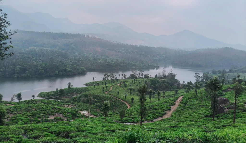 Is October A Good Time To Visit Kerala? Weather, Rain And Places To Consider 2 munnar-kerala-october-weather.jpg