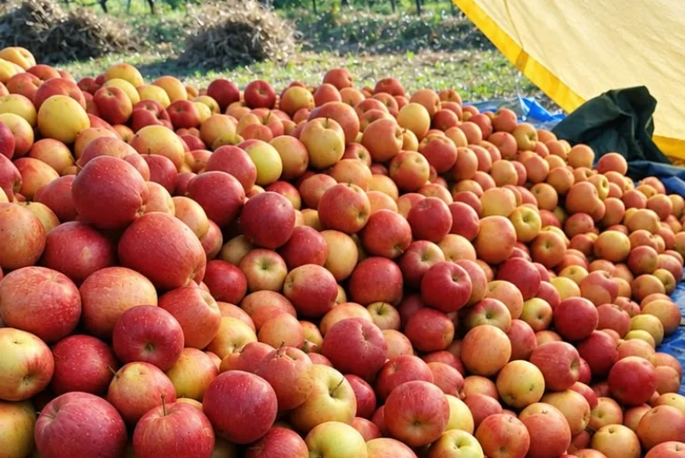 What Should You Eat In Kashmir In Autumn? Seasonal Dishes To Look For 1 Seasonal Kashmiri foods including apples, walnuts and saffron
