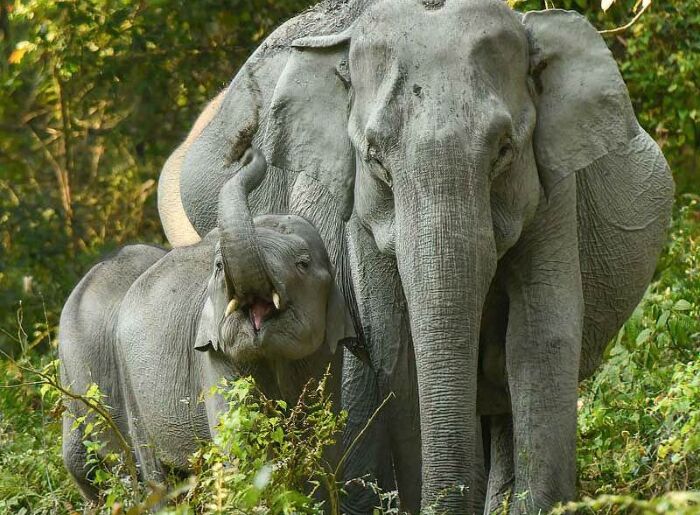 Kaziranga National Park Reopens For 2026–27: What To Know Before Booking A Safari 2 Jeep safari in Kaziranga National Park
