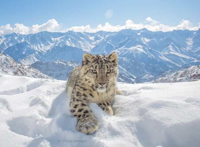 Ladakh Snow Leopard Safari: Routes & Booking Details 2 Open-back vehicle used for the guided snow leopard safari in Ladakh