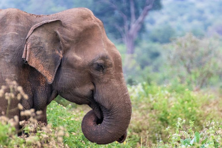 Is Sri Lanka A Good October Holiday From India? Beaches, Routes, and Entry Rules 1 Is Sri Lanka a good holiday destination in October