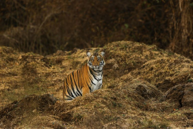 Which Tiger Reserves Are Open In October? Safari Bookings, Zones And What To Check Before Going 1 Tiger reserve open in October safari season