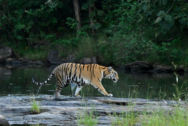 Which Tiger Reserves Are Open In October? Safari Bookings, Zones And What To Check Before Going 2 Tiger reserve open in October safari season