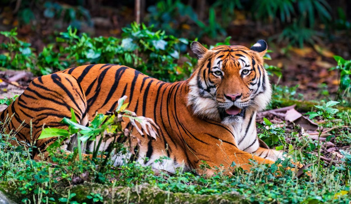 Tiger reserve open in October safari season