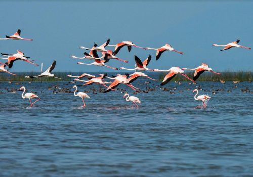 chilika lake