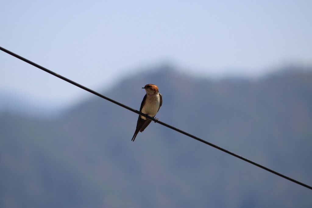 Here’s How You Can Explore Almora, The Scenic Side Town Of Uttarakhand 2 traveling to Almora guide
