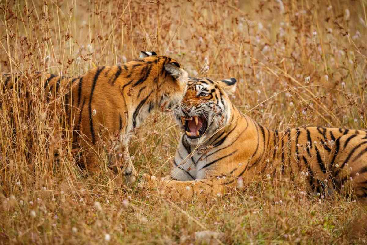 Top Tiger Reserves In India: A Guide For Wildlife Enthusiasts 1 biggest tiger reserve in india