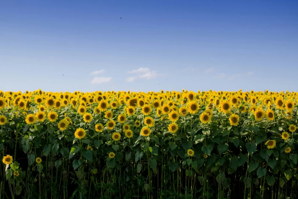 Where Can You See Sunflower Fields In India 1 Sunflower Fields In India