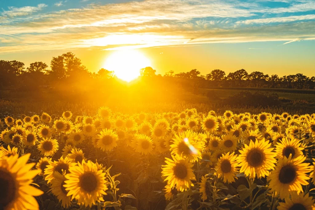 Where Can You See Sunflower Fields In India 2 Sunflower Fields In India
