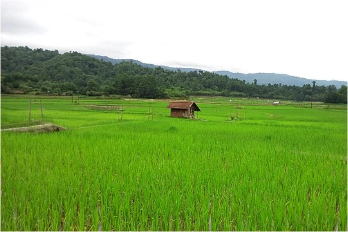 Where Is The Ziro Festival Held? Complete Guide To The Valley & Apatani Homeland 2 Where Is The Ziro Festival Held