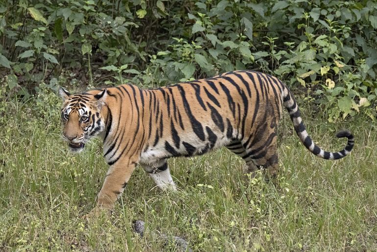 Top 7 Things To Do At Sanjay Gandhi National Park: Entry, Timings, How to Reach & Tips 1 tiger