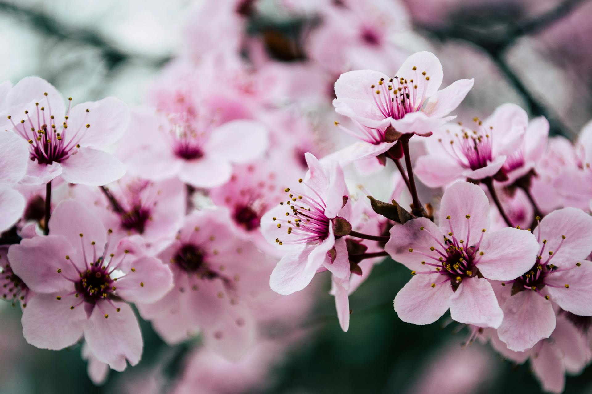 Sakura Festival Japan 2025